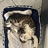 cat, pet_bed, blanket, sleeping, cozy, feline, indoor, tile_floor, resting, fur, stretching, animal, cute, domestic, relaxed, calm, home, comfort, paw, curled_up