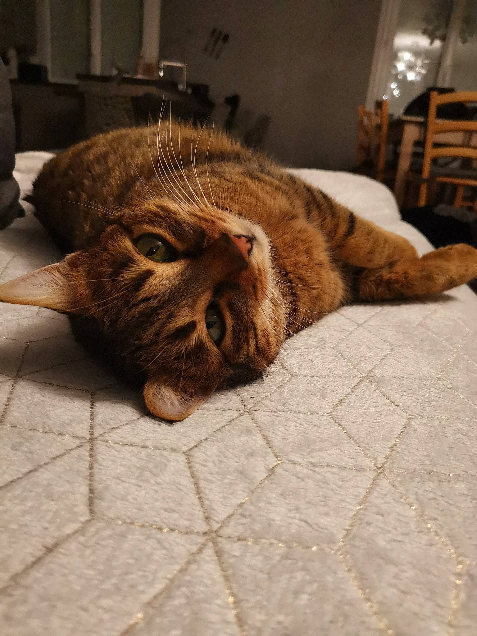 Inko participe au concours pour gagner de l'argent avec cette photo : carnivore, cat, claw, comfort, domestic_short_haired_cat, fawn, felidae, floor, flooring, fur, hardwood, linens, liver, small_to_medium_sized_cats, snout, tail, terrestrial_animal, whiskers, wood, wrinkle