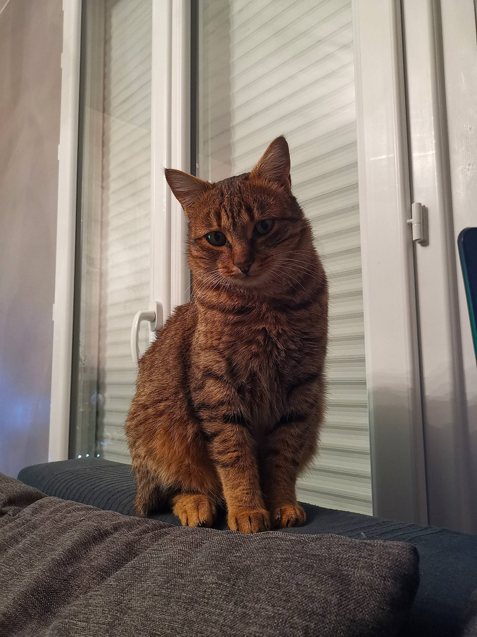 Inko participe au concours pour gagner de l'argent avec cette photo : carnivore, cat, comfort, domestic_short_haired_cat, door, eye, fawn, felidae, fur, grey, pattern, paw, sitting, small_to_medium_sized_cats, snout, tail, tree, whiskers, window, wood