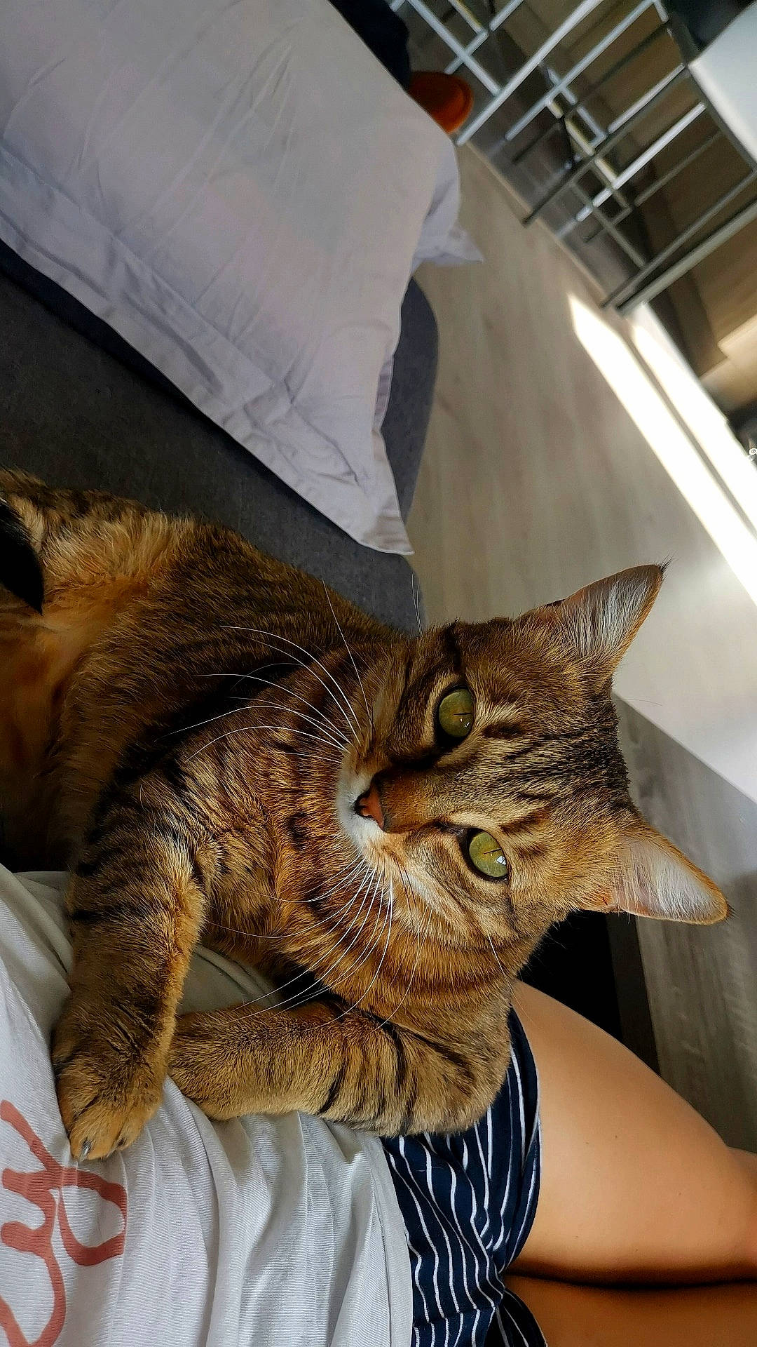 Inko a rejoint le concours — aidez-le/la à gagner de superbes lots ! carnivore, cat, claw, comfort, domestic_short_haired_cat, ear, fawn, felidae, fur, gesture, paw, small_to_medium_sized_cats, snout, tail, terrestrial_animal, tree, whiskers
