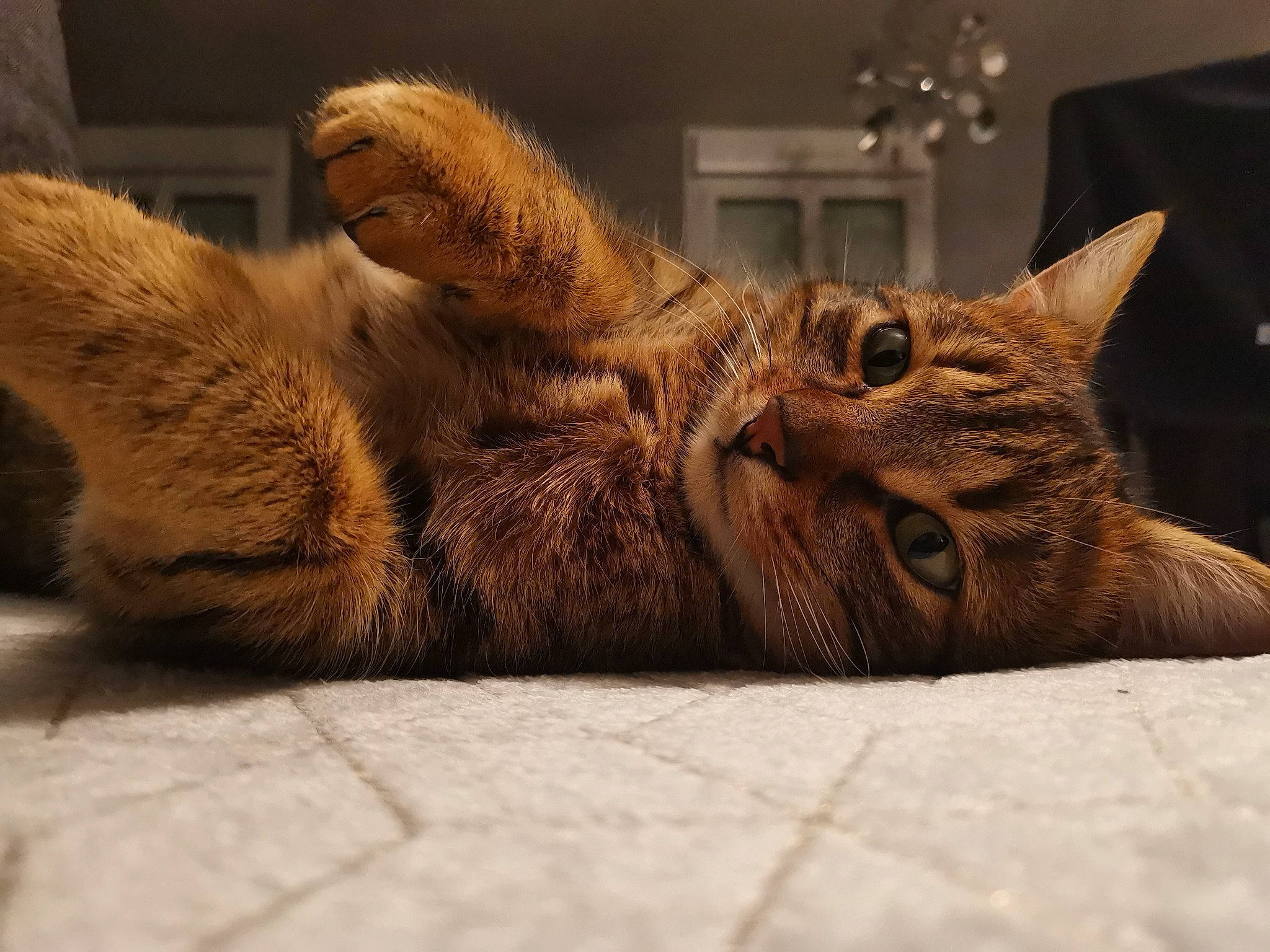 Inko a rejoint le concours — aidez-le/la à gagner de superbes lots ! carnivore, cat, claw, comfort, domestic_short_haired_cat, fawn, felidae, flooring, fur, paw, small_to_medium_sized_cats, snout, tail, terrestrial_animal, whiskers, wildlife, wood