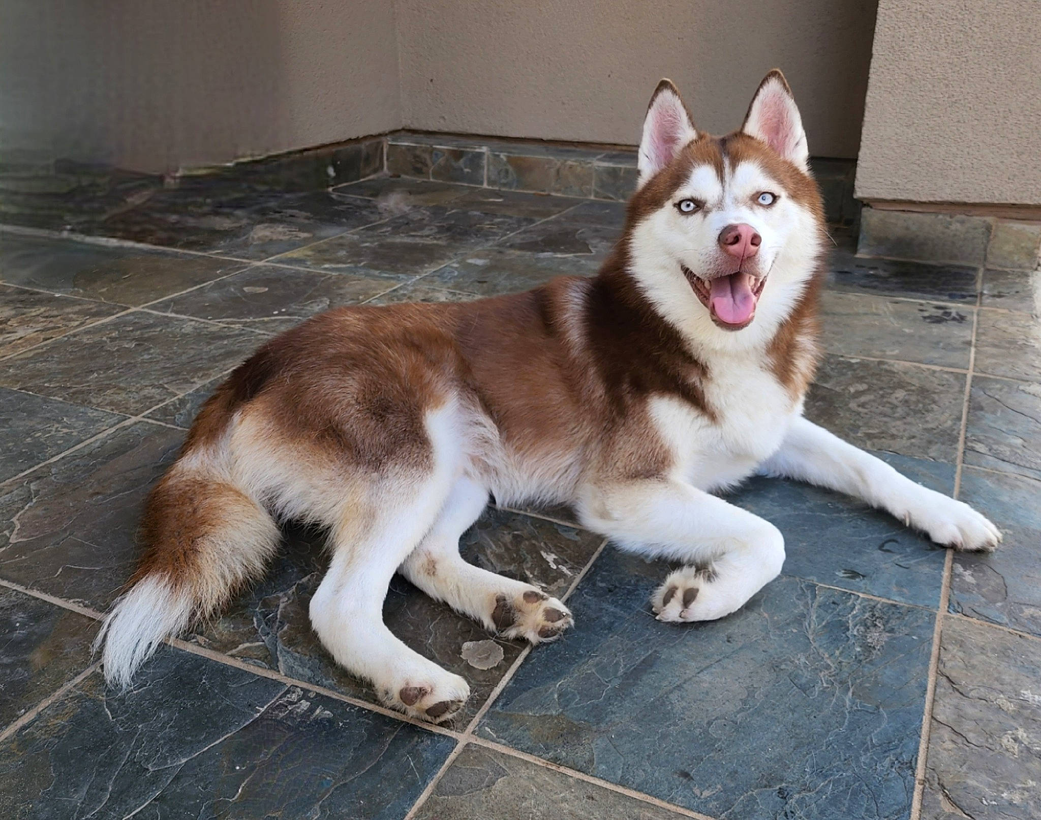 Prince is registered to the contest to win money with this photo: ancient_dog_breeds, canidae, canis, carnivore, collar, companion_dog, dog, dog_breed, fur, non_sporting_group, paw, sled_dog, snout, sporting_group, tail, terrestrial_animal, wildlife, working_dog