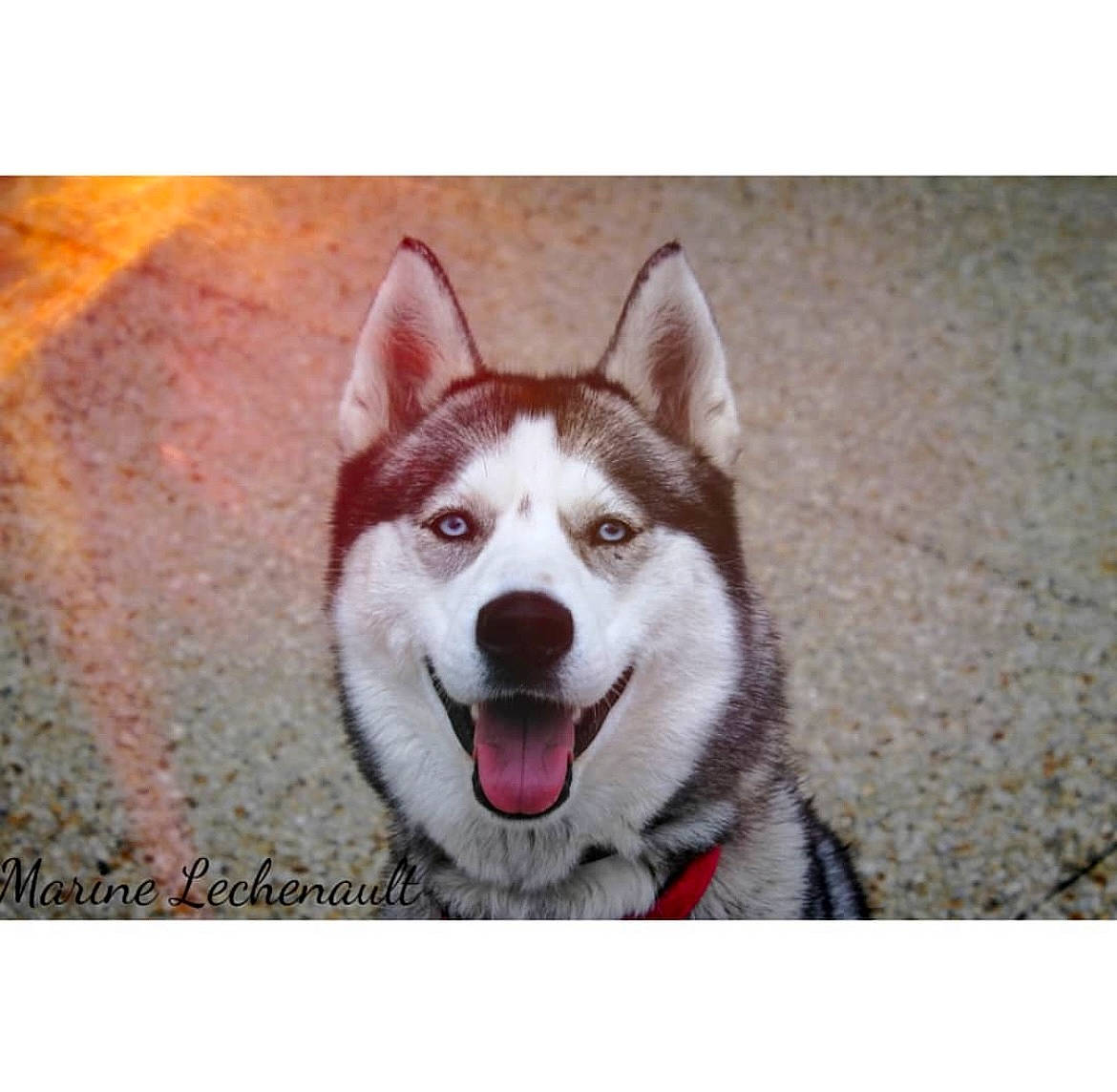 Okami participe au concours pour gagner de l'argent avec cette photo : ancient_dog_breeds, art, carnivore, companion_dog, dog, dog_breed, fur, happy, jaw, non_sporting_group, rectangle, sled_dog, smile, snout, square, symmetry, terrestrial_animal, whiskers, working_dog
