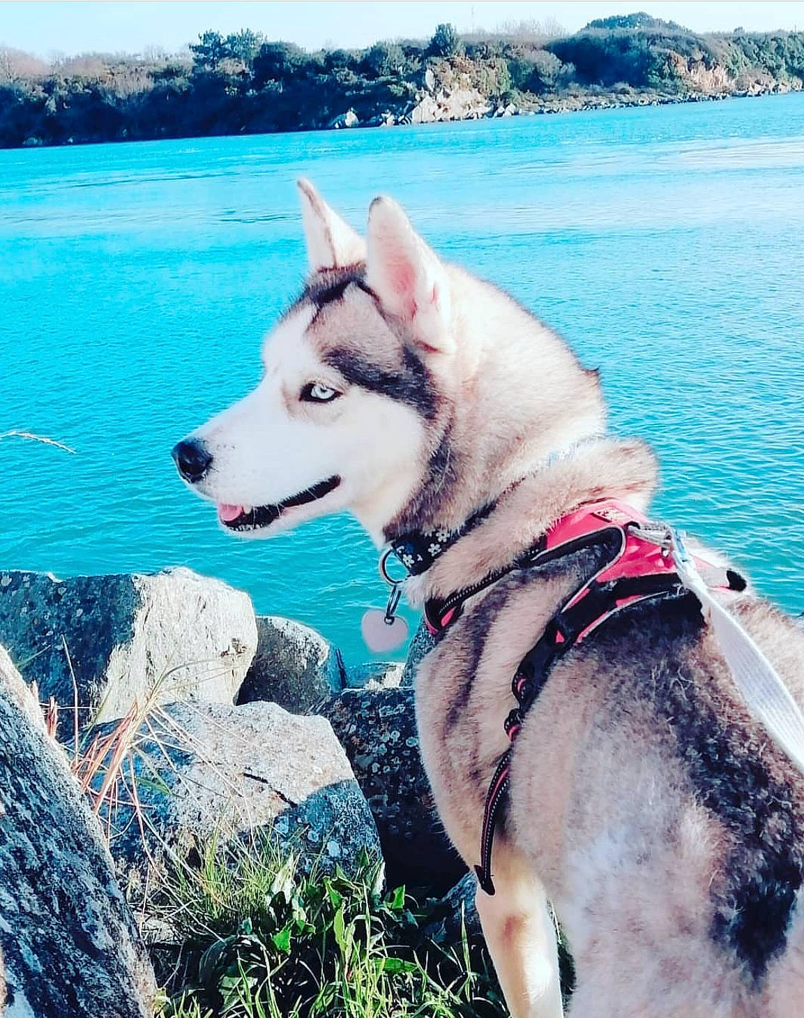 Okami a rejoint le concours — aidez-le/la à gagner de superbes lots ! blue, canidae, carnivore, collar, companion_dog, dog, dog_breed, dog_collar, dog_supply, fawn, grass, happy, lake, mountain, plant, sky, sporting_group, tail, water, working_animal