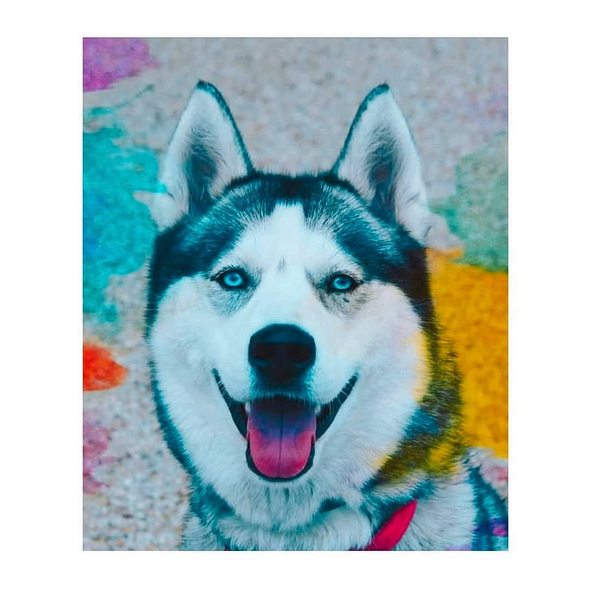 Okami a rejoint le concours — aidez-le/la à gagner de superbes lots ! art, carnivore, companion_dog, dog, dog_breed, electric_blue, font, fur, happy, illustration, jaw, painting, picture_frame, rectangle, siberian_husky, sled_dog, smile, snout, whiskers, working_animal
