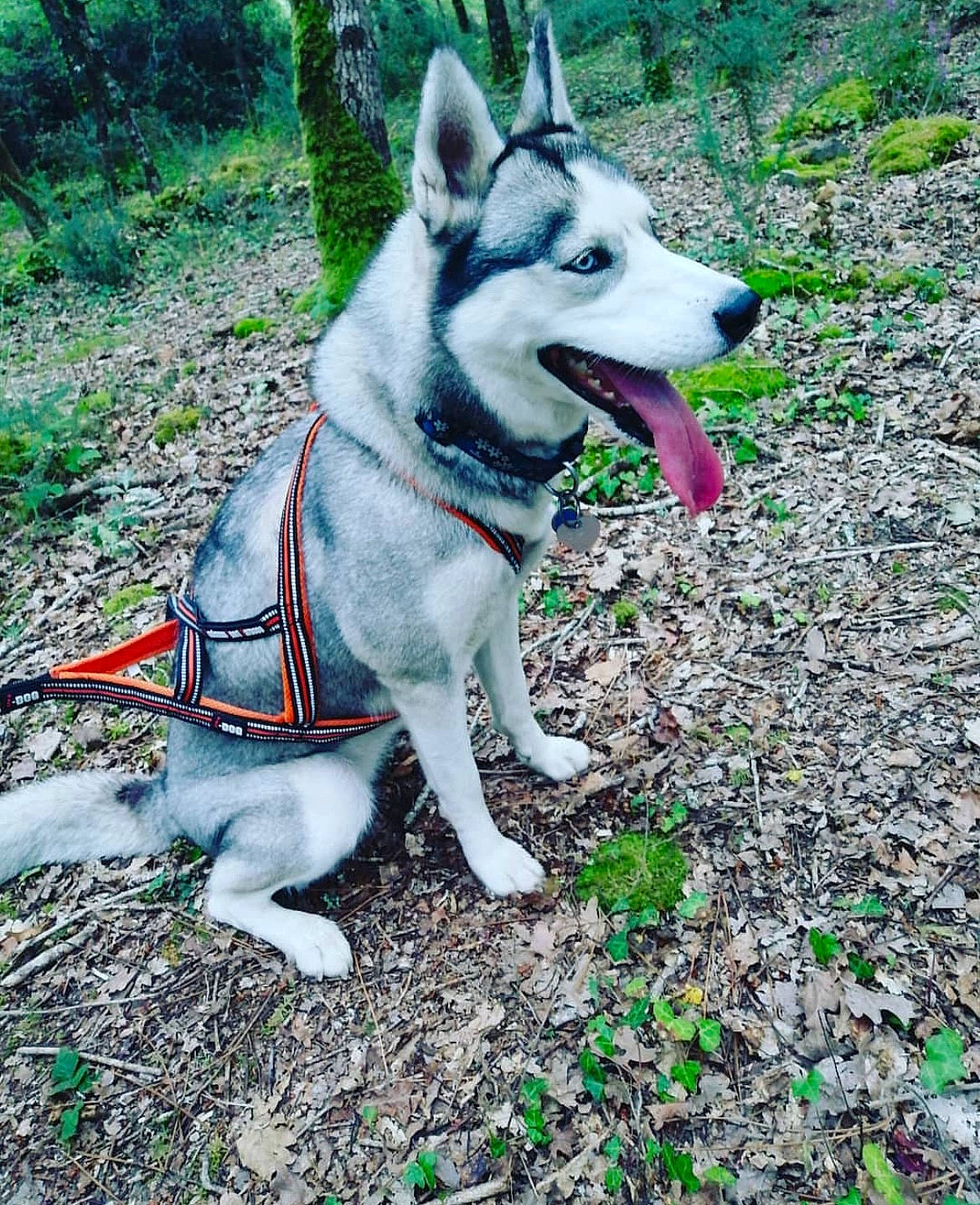 Okami a rejoint le concours — aidez-le/la à gagner de superbes lots ! ancient_dog_breeds, canidae, carnivore, collar, companion_dog, dog, dog_breed, dog_collar, fawn, grass, non_sporting_group, pet_supply, plant, siberian_husky, sled_dog, soil, sporting_group, tail, working_animal, working_dog