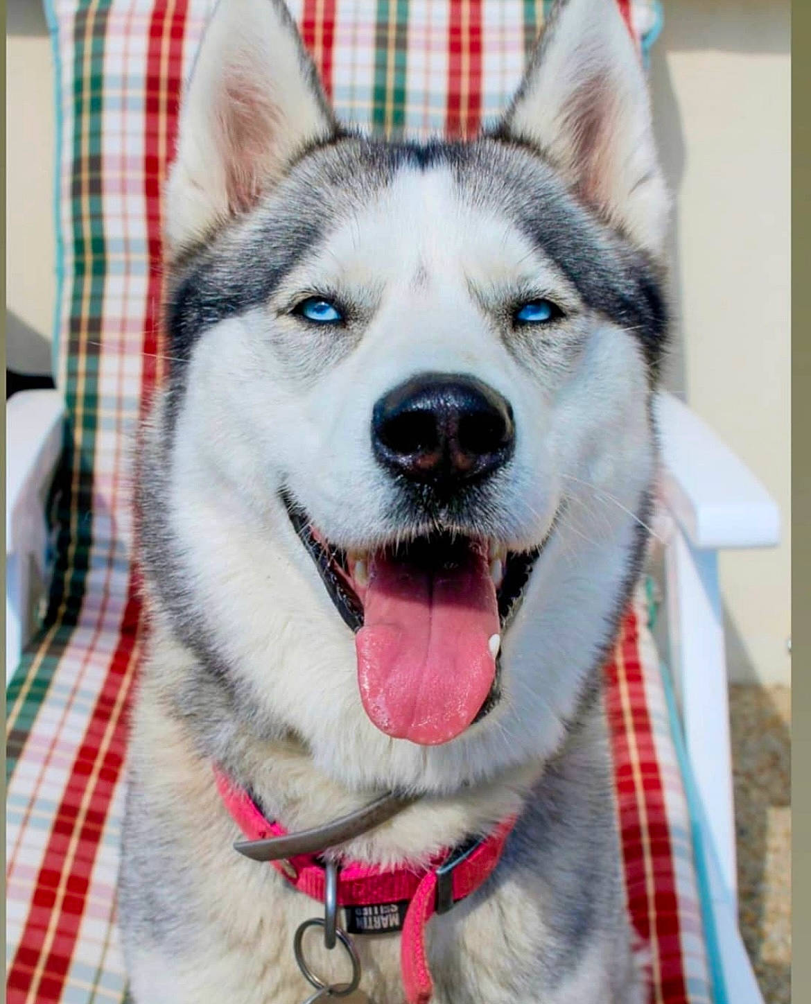 Okami a rejoint le concours — aidez-le/la à gagner de superbes lots ! canidae, carnivore, collar, companion_dog, dog, dog_breed, dog_collar, fawn, foot, fur, iris, pattern, plaid, sled_dog, snout, sporting_group, tartan, whiskers, window, working_animal