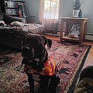 Capone is registered to the contest to win money with this photo: bag, boot, chair, christmas_tree, collar, couch, curtain, decor, dog, domestic_animal, furniture, indoor, living_room, pet_clothing, plant, rug, table, toy, window, wood_floor