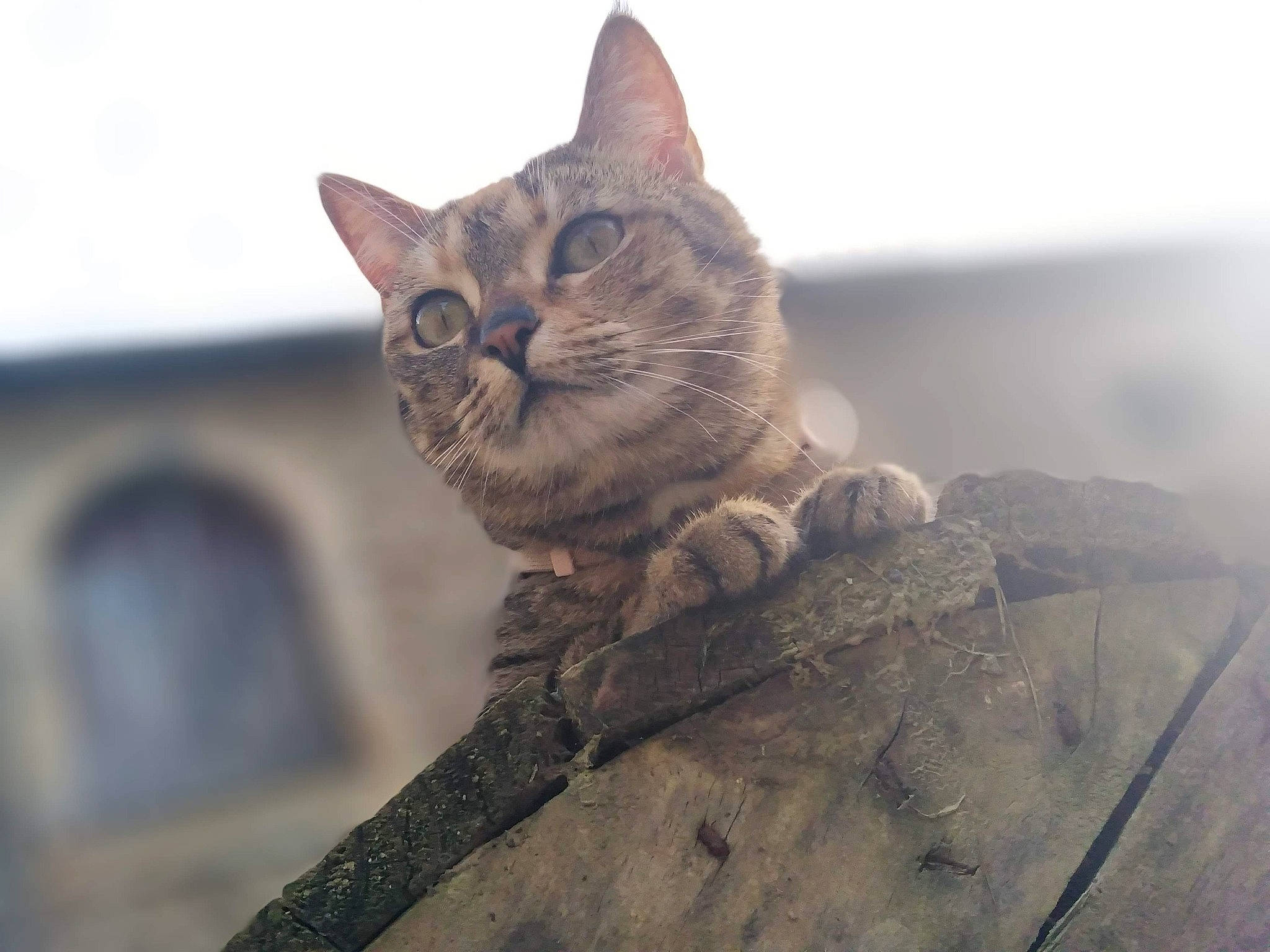 Pralyne a rejoint le concours — aidez-le/la à gagner de superbes lots ! aegean_cat, asian, california_spangled, carnivore, cat, domestic_short_haired_cat, dragon_li, ear, european_shorthair, eye, felidae, kitten, mountain, sitting, sky, small_to_medium_sized_cats, snout, tabby_cat, whiskers, wild_cat