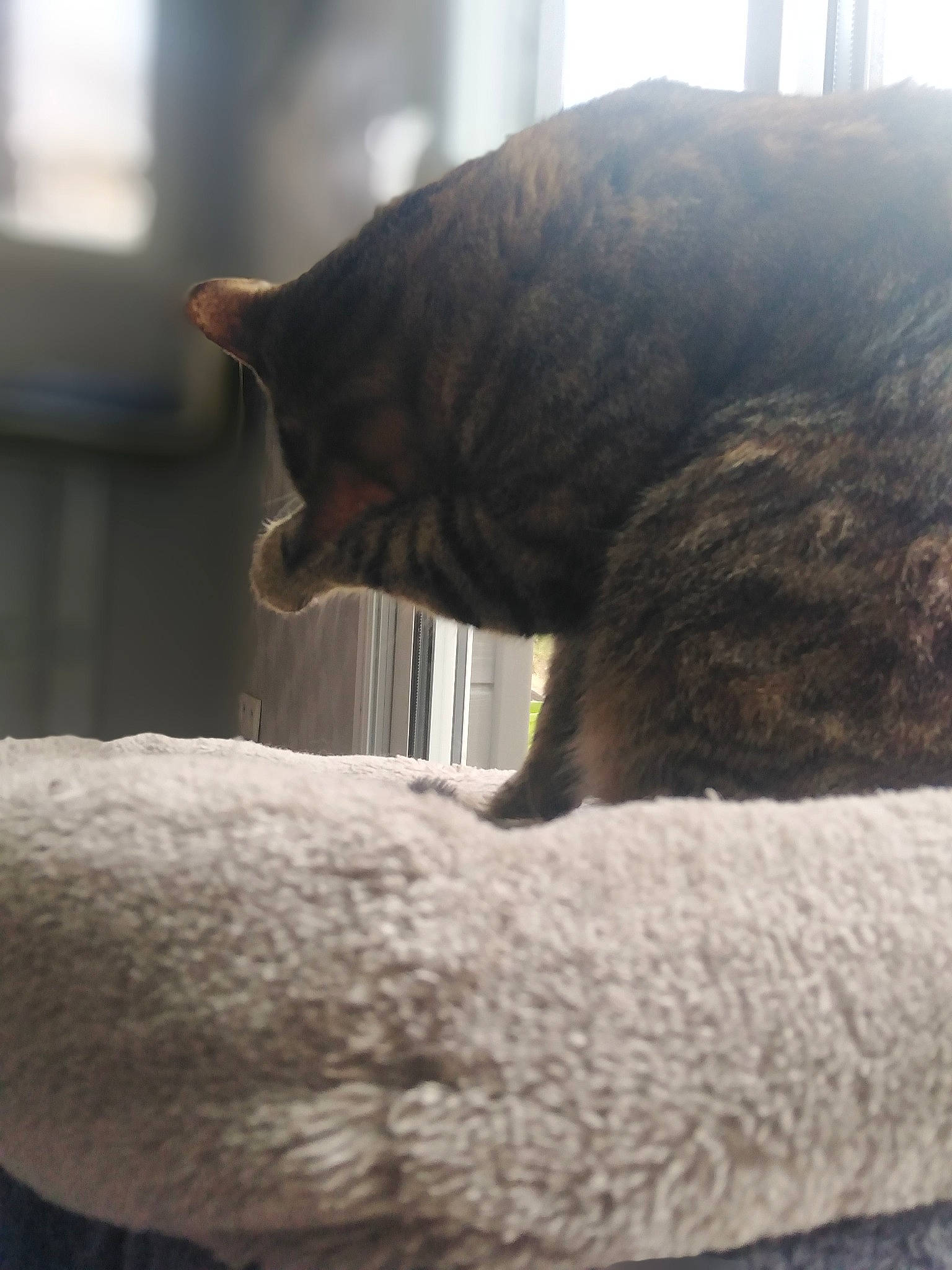 Pralyne a rejoint le concours — aidez-le/la à gagner de superbes lots ! black_cat, carnivore, cat, domestic_short_haired_cat, eye, felidae, fur, small_to_medium_sized_cats, snout, tail, whiskers