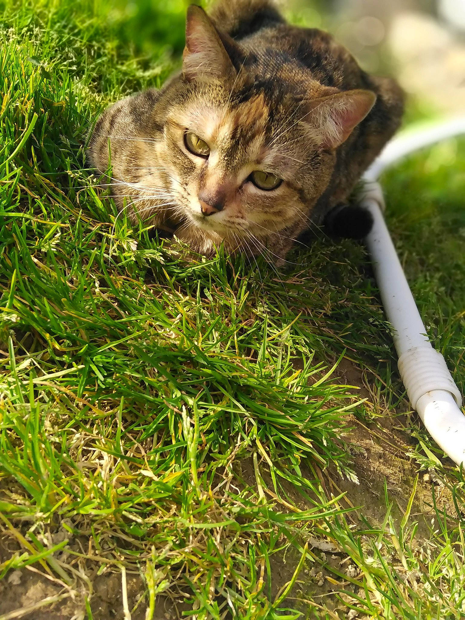 Pralyne a rejoint le concours — aidez-le/la à gagner de superbes lots ! carnivore, cat, domestic_short_haired_cat, european_shorthair, felidae, grass, grass_family, lawn, organism, plant, rusty_spotted_cat, small_to_medium_sized_cats, tabby_cat, tree, whiskers, wild_cat