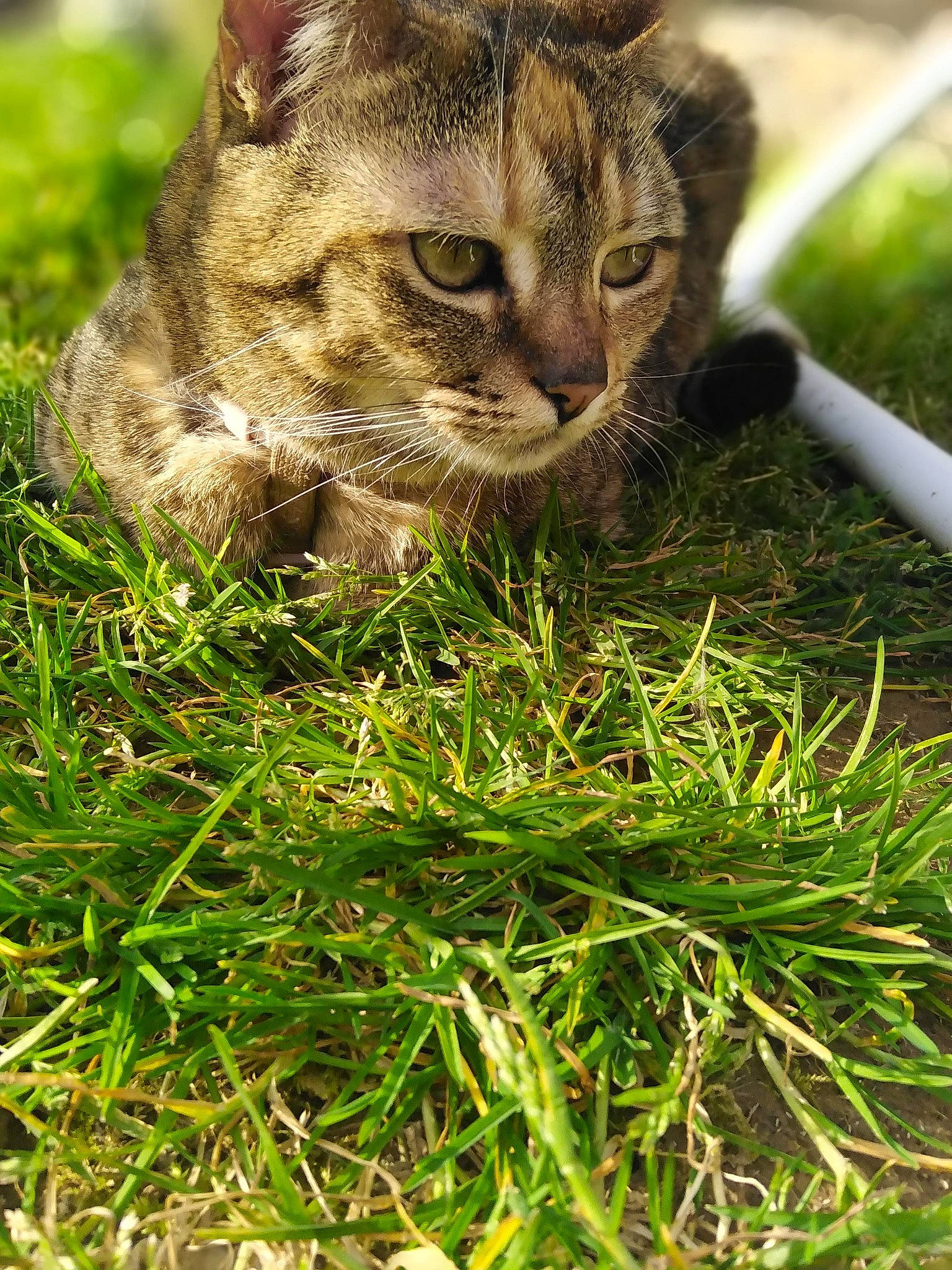Pralyne participe au concours pour gagner de l'argent avec cette photo : asian, carnivore, cat, domestic_short_haired_cat, dragon_li, european_shorthair, fawn, felidae, fur, grass, grass_family, lawn, pixie_bob, plant, rusty_spotted_cat, small_to_medium_sized_cats, snout, tabby_cat, whiskers, wild_cat