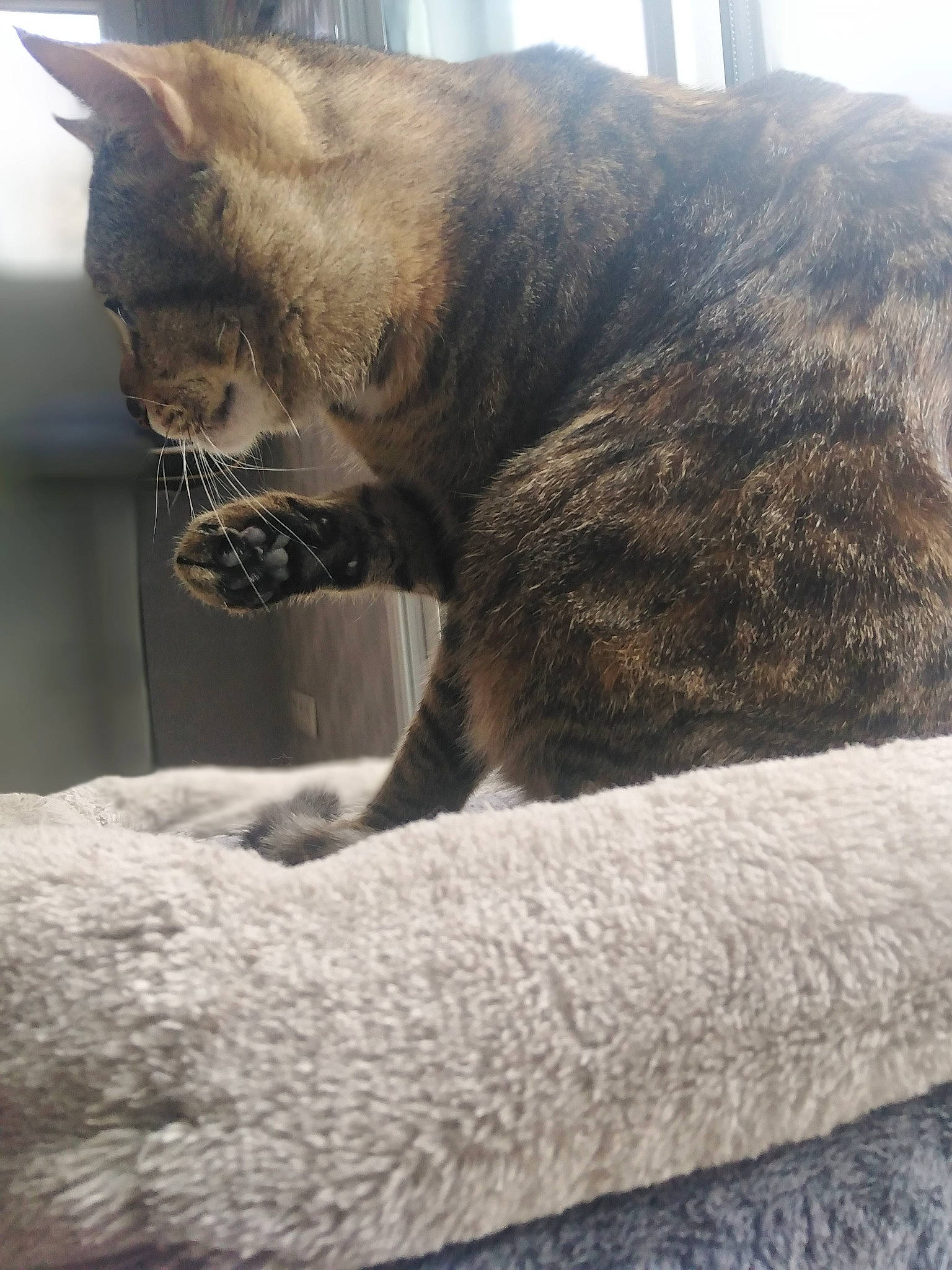 Pralyne participe au concours pour gagner de l'argent avec cette photo : asian, british_shorthair, burmese, carnivore, cat, domestic_short_haired_cat, eye, fawn, felidae, fur, furniture, mountain, paw, sky, small_to_medium_sized_cats, snout, tabby_cat, tail, whiskers