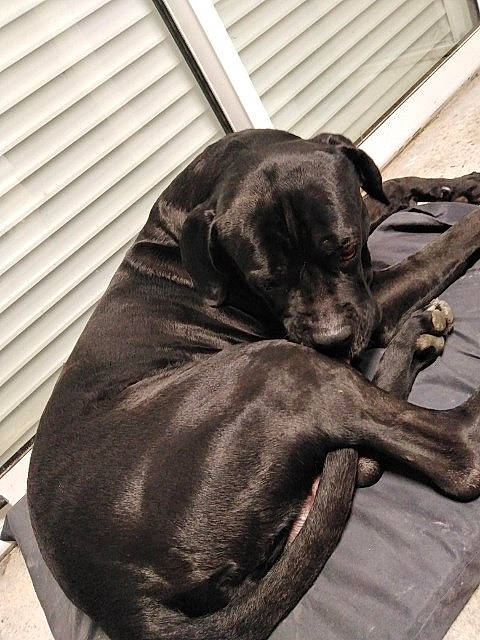 Falco participe au concours pour gagner de l'argent avec cette photo : canidae, carnivore, companion_dog, dog, dog_breed, great_dane, guard_dog, labrador_retriever, patterdale_terrier, puppy, snout, sporting_group