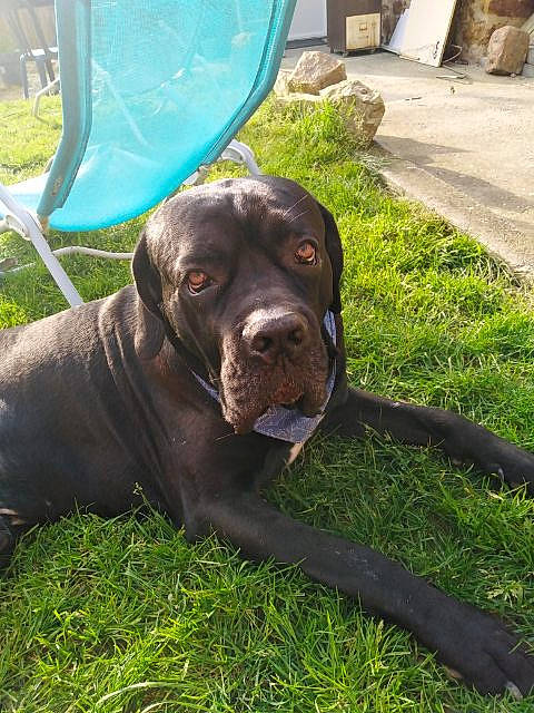 Falco a rejoint le concours — aidez-le/la à gagner de superbes lots ! alano_espanol, american_pit_bull_terrier, bandog, cane_corso, canidae, carnivore, companion_dog, dog, dog_breed, fawn, fila_brasileiro, grass, guard_dog, labrador_retriever, mammal, molosser, non_sporting_group, snout, sporting_group, vertebrate