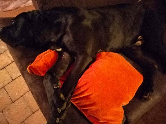 Falco participe au concours pour gagner de l'argent avec cette photo : canidae, carnivore, dog, dog_breed, guard_dog, jacket, labrador_retriever, orange, puppy, red, sporting_group, tail