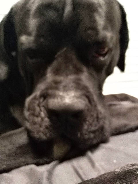 Falco a rejoint le concours — aidez-le/la à gagner de superbes lots ! bandog, boerboel, boxer, bullmastiff, cane_corso, canidae, carnivore, companion_dog, dog, dog_breed, english_mastiff, fawn, mammal, molosser, non_sporting_group, puppy, snout, sporting_group, vertebrate, working_dog