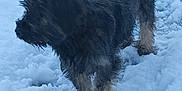 Maïa participe au concours pour gagner de l'argent avec cette photo : dog, snow, outdoor, animal, pet, winter, fur, canine, nature, cold, paw_prints, playful, frozen, landscape, walking, tail, alert, daytime, mammal, weather