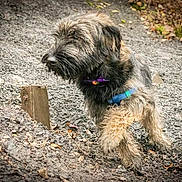 Maïa participe au concours pour gagner de l'argent avec cette photo : dog, outdoor, gravel, walking, animal, fur, collar, harness, nature, path, scruffy, pet, mammal, brown, black, canine, active, daylight, ground, forest