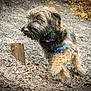 dog, outdoor, gravel, walking, animal, fur, collar, harness, nature, path, scruffy, pet, mammal, brown, black, canine, active, daylight, ground, forest