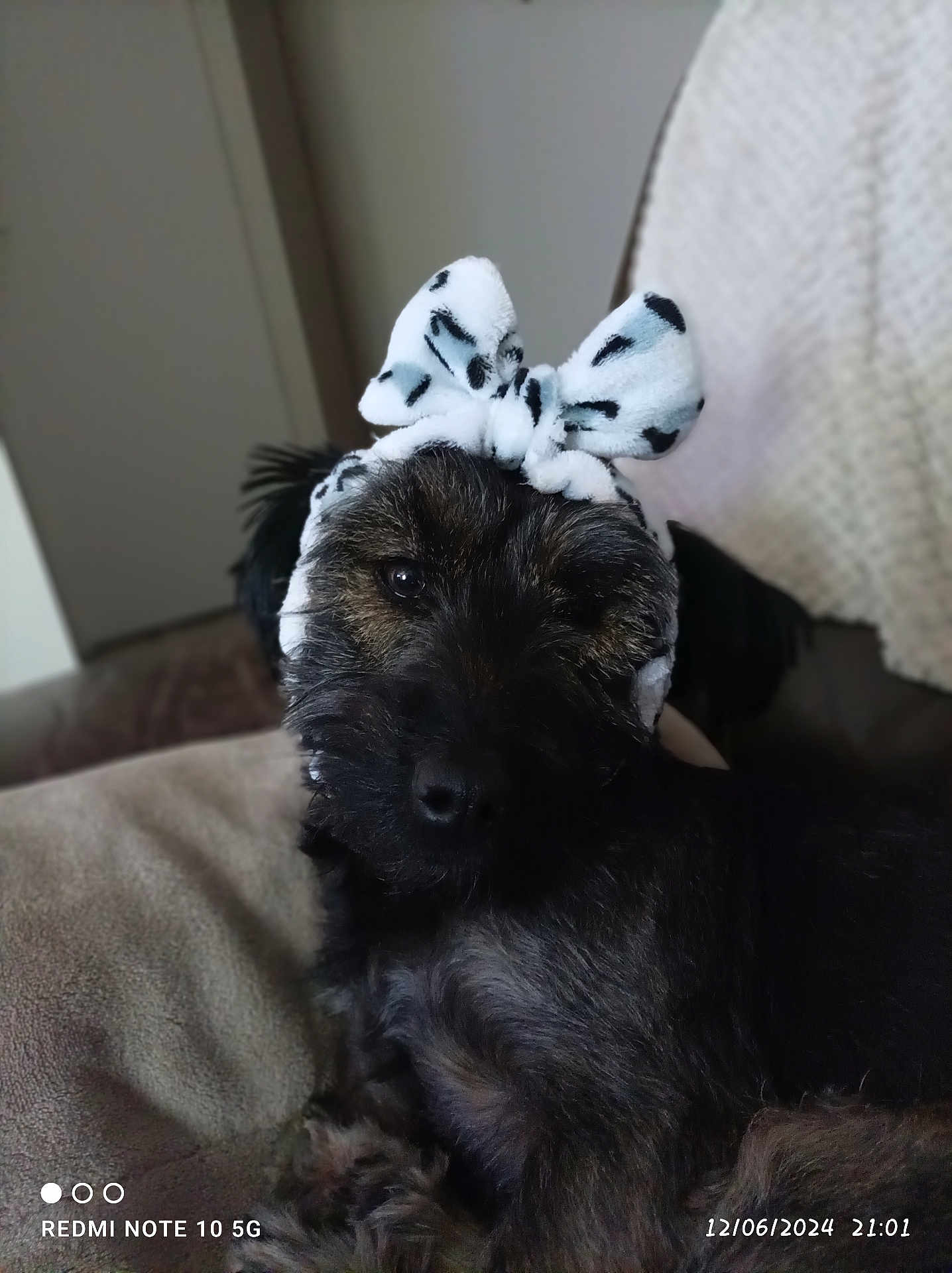 Maïa a rejoint le concours — aidez-le/la à gagner de superbes lots ! dog, pet, bow, headband, black_fur, indoor, couch, blanket, close_up, portrait, relaxed, animal, furry, cute, accessory, resting, soft_light, home, cozy, companion
