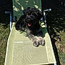 Maïa a rejoint le concours — aidez-le/la à gagner de superbes lots ! dog, outdoor, chair, grass, sunlight, shade, pet, animal, happy, tongue_out, mesh, relaxing, scruffy, summer, green, fence, nature, resting, daytime, backyard