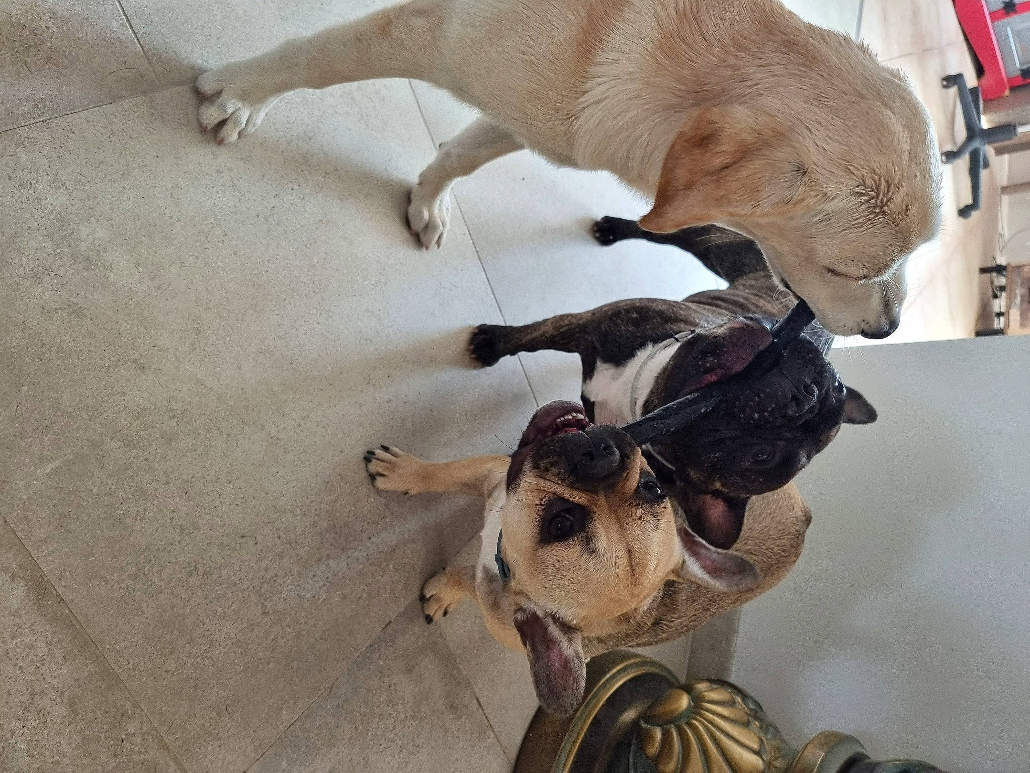 Smoky a rejoint le concours — aidez-le/la à gagner de superbes lots ! canidae, carnivore, claw, comfort, companion_dog, dog, dog_breed, fawn, felidae, flooring, fur, mammal, paw, pet_supply, sporting_group, tail, toy_dog, vertebrate, wood, working_animal