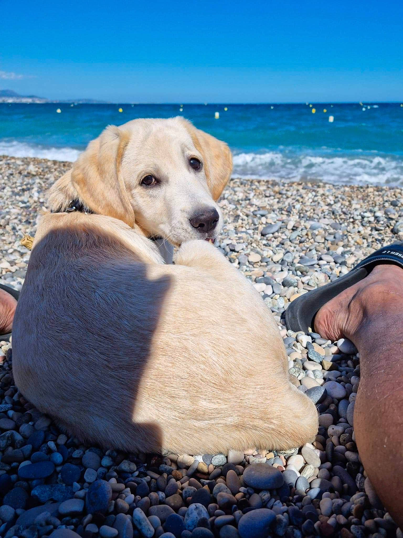 Smoky a rejoint le concours — aidez-le/la à gagner de superbes lots ! beach, blue, body_of_water, carnivore, cloud, companion_dog, dog, dog_breed, horizon, lake, landscape, leisure, people_in_nature, people_on_beach, sand, shore, sitting, sky, water, wood