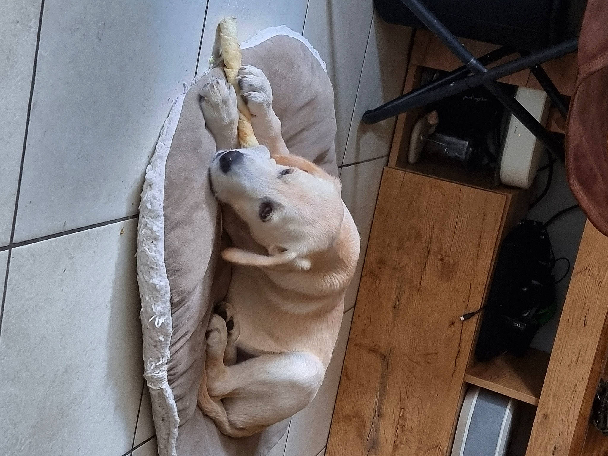 Smoky participe au concours pour gagner de l'argent avec cette photo : art, canidae, carnivore, companion_dog, dog, dog_breed, door, fawn, monument, non_sporting_group, sculpture, sporting_group, statue, vehicle_door, window, wood, working_animal