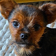 Papa joined the competition — help win amazing prizes! puppy, dog, close_up, fur, ears, eyes, pet, cute, animal, portrait, indoor, cozy, blanket, brown, black, young, small, face, whiskers, adorable