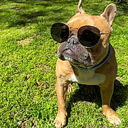 Cashew is registered to the contest to win money with this photo: animal, brown_dog, canine, closeup, collar, cute, dog, fashion, french_bulldog, grass, nature, outdoor, pet, pet_accessory, portrait, shadows, summer, sunglasses, sunlight, sunny