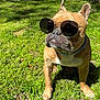 animal, brown_dog, canine, closeup, collar, cute, dog, fashion, french_bulldog, grass, nature, outdoor, pet, pet_accessory, portrait, shadows, summer, sunglasses, sunlight, sunny