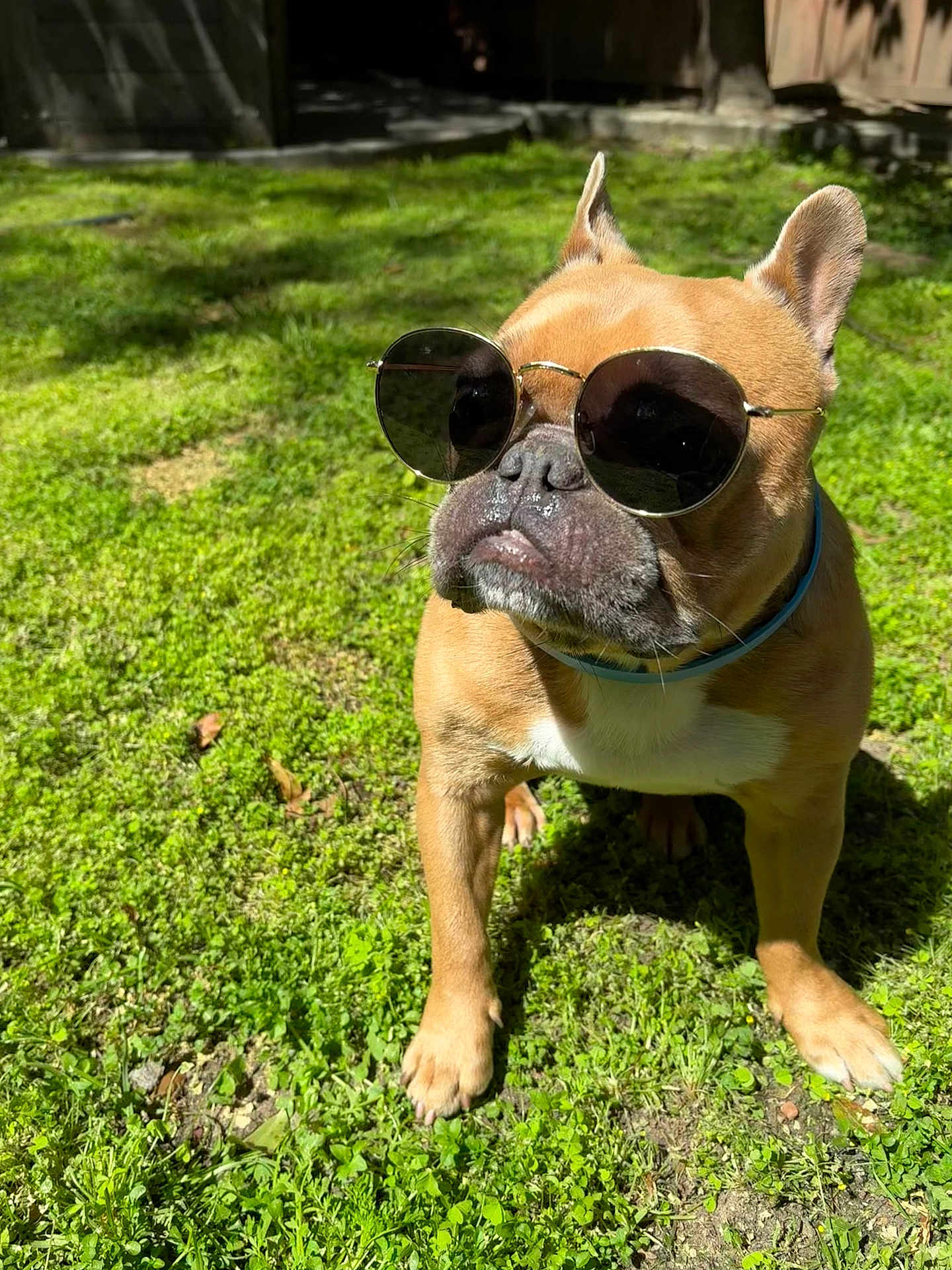 Cashew is registered to the contest to win money with this photo: animal, brown_dog, canine, closeup, collar, cute, dog, fashion, french_bulldog, grass, nature, outdoor, pet, pet_accessory, portrait, shadows, summer, sunglasses, sunlight, sunny