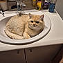 Chichi participe au concours pour gagner de l'argent avec cette photo : cat, sink, bathroom, countertop, toiletries, toothbrush, toothpaste, bottle, cream_fur, curled_up, pet, domestic_animal, feline, indoor, white_sink, curious, cozy, fur, relaxed, household