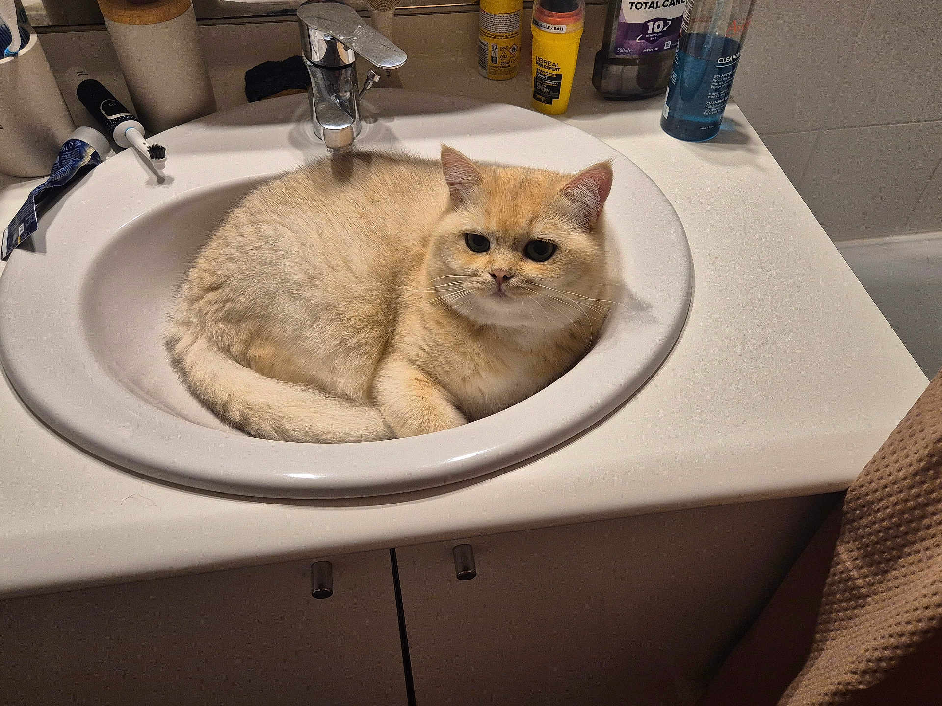 Chichi participe au concours pour gagner de l'argent avec cette photo : cat, sink, bathroom, countertop, toiletries, toothbrush, toothpaste, bottle, cream_fur, curled_up, pet, domestic_animal, feline, indoor, white_sink, curious, cozy, fur, relaxed, household
