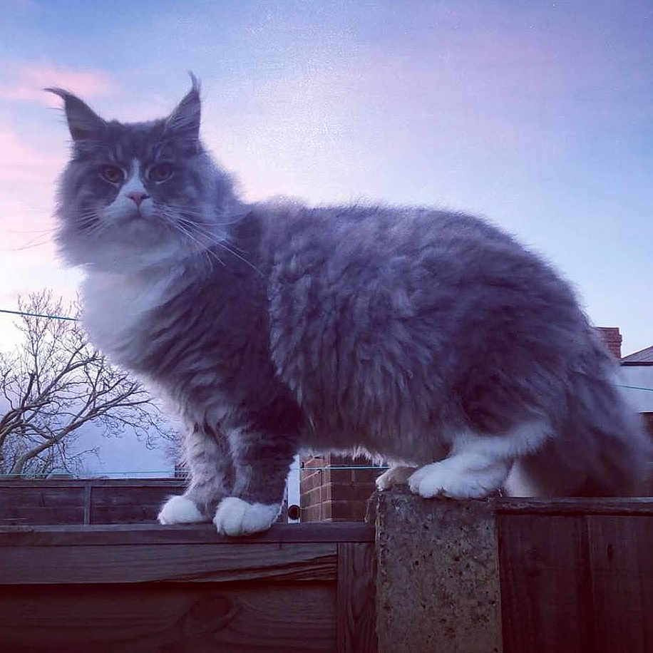 Gizmo is registered to the contest to win money with this photo: angora, animal, architecture, backyard, building, cat, fence, housing, kitten, manx, nature, outdoors, pet, plant, pottedplant, shelter, sky, tree, wood, yard
