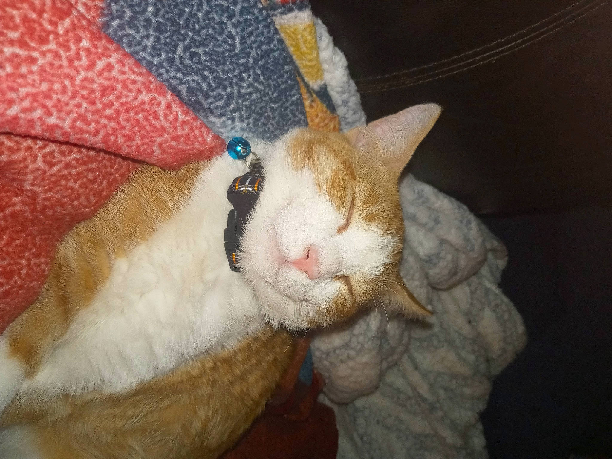 Oliver is registered to the contest to win money with this photo: carnivore, cat, claw, comfort, domestic_rabbit, domestic_short_haired_cat, ear, fawn, felidae, fur, paw, plush, rabbits_and_hares, small_to_medium_sized_cats, snout, stuffed_toy, tail, whiskers, wool, woolen