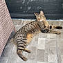 cat, tabby, striped, feline, pet, lounging, floor, tile, wicker_chair, indoor, relaxed, animal, domestic, quiet, shadow, pattern, resting, side_view, ears, whiskers