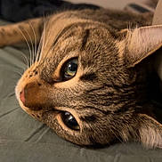 Rio participe au concours pour gagner de l'argent avec cette photo : cat, tabby_cat, pet, animal, feline, whiskers, fur, close_up, sleeping, resting, indoor, cushion, soft_surface, ears, eyes, nose, relaxed, domestic_animal, lying_down, cute