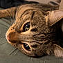 cat, tabby_cat, pet, animal, feline, whiskers, fur, close_up, sleeping, resting, indoor, cushion, soft_surface, ears, eyes, nose, relaxed, domestic_animal, lying_down, cute