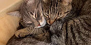 Rio a rejoint le concours — aidez-le/la à gagner de superbes lots ! cat, tabby_cat, sleeping, snuggling, cozy, pet, feline, fur, close_up, bed, resting, domestic_animal, cute, animal, companion, indoor, friendship, soft, whiskers, tail