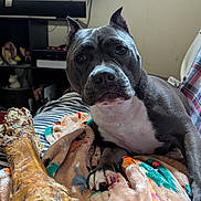 Layla Louwho is registered to the contest to win money with this photo: dog, pet, bone, blanket, indoor, couch, ears, paw, fur, canine, chewed_bone, resting, looking, closeup, domestic, animal, cozy, home, furniture, curious