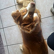 Sally a rejoint le concours — aidez-le/la à gagner de superbes lots ! animal, brown_fur, companion, cozy, cute, dog, domestic, floor, floor_tile, fluffy, home, indoor, looking_up, paw, pet, playful, relaxed, stuffed_animal, toy, white_fur