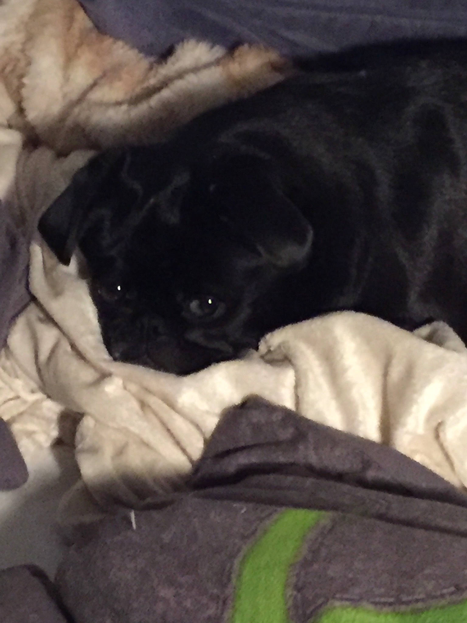 Blacky is registered to the contest to win money with this photo: canidae, carnivore, cloud, comfort, companion_dog, dog, dog_breed, fawn, fur, linens, non_sporting_group, puppy, snout, sporting_group, tints_and_shades, whiskers, working_animal