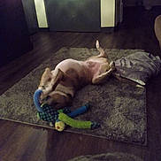Owen is registered to the contest to win money with this photo: animal, brown_dog, canine, carpet, chewing, dog, domestic, flooring, home, indoor, lying_down, pet, pillow, playful, plush_toy, relaxed, resting, rug, toy, wooden_floor