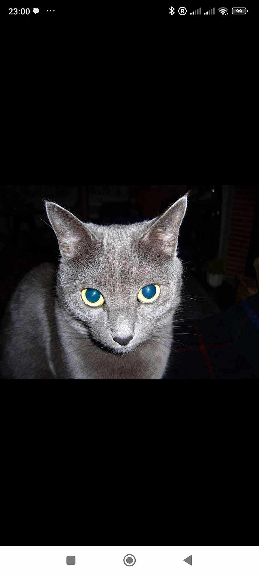 Suzie-Cat participe au concours pour gagner de l'argent avec cette photo : cat, gray_cat, close_up, yellow_eyes, animal, pet, feline, whiskers, ears, face, portrait, indoor, dark_background, looking_at_camera, cute, fur, mammal, domestic_animal, alert, animal_portrait