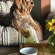 Harley joined the competition — help win amazing prizes! dog, yorkshire_terrier, pet, small_dog, sofa, blanket, cushion, sunlight, indoor, vase, sunflower, tray, bowl, wooden_table, texture, portrait, fur, ears, cozy, home_interior