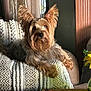Harley is registered to the contest to win money with this photo: dog, yorkshire_terrier, pet, small_dog, fur, ears, couch, blanket, cushion, sunlight, window, living_room, bowl, coffee_table, vase, yellow_flower, portrait, relaxed, indoor, textured