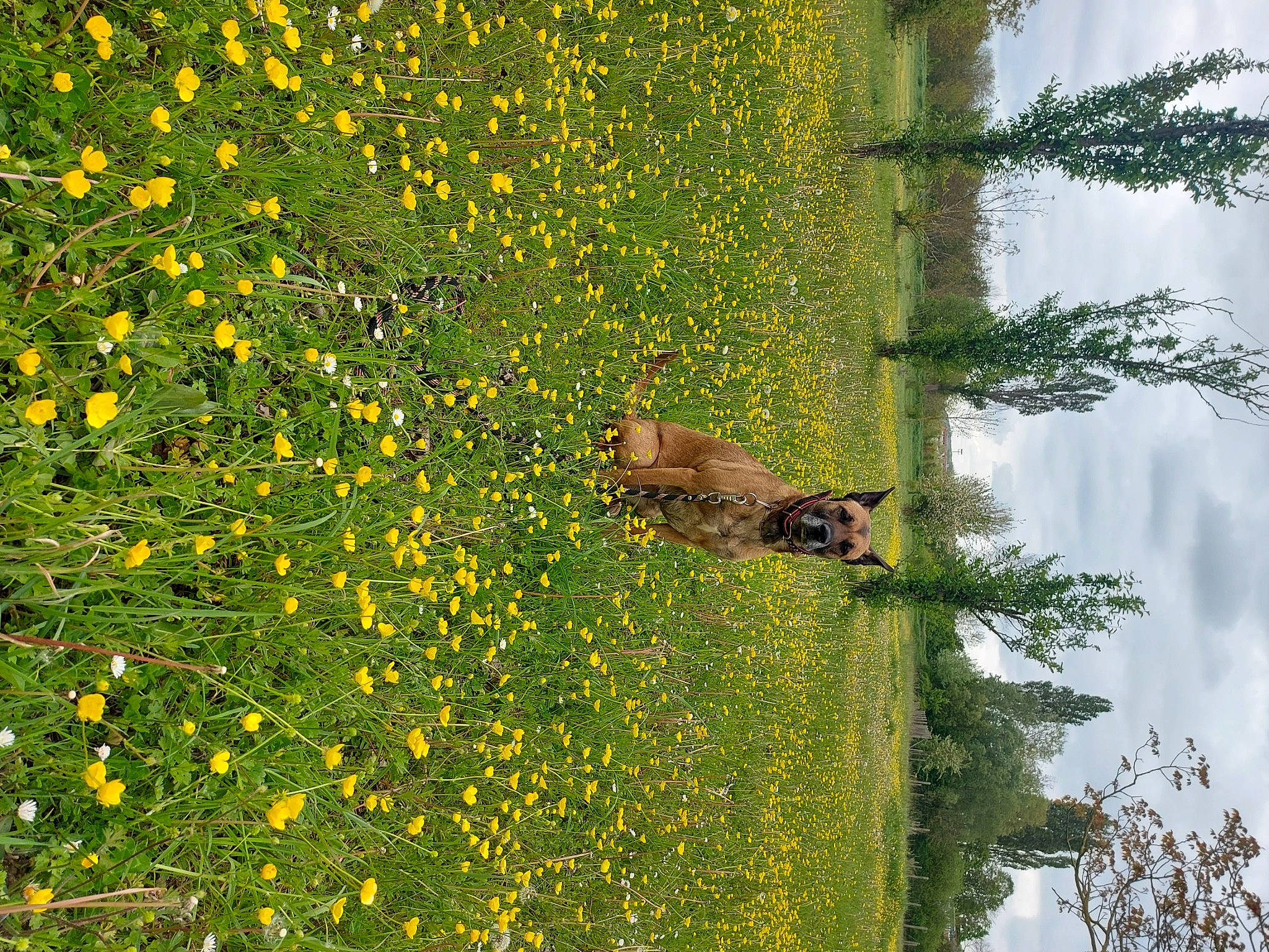 Tina participe au concours pour gagner de l'argent avec cette photo : botany, flower, flowering_plant, grass, grass_family, grassland, groundcover, herbaceous_plant, horse, leaf, natural_landscape, people_in_nature, plant, prairie, shrub, sky, tree, trunk, vegetation, wildlife