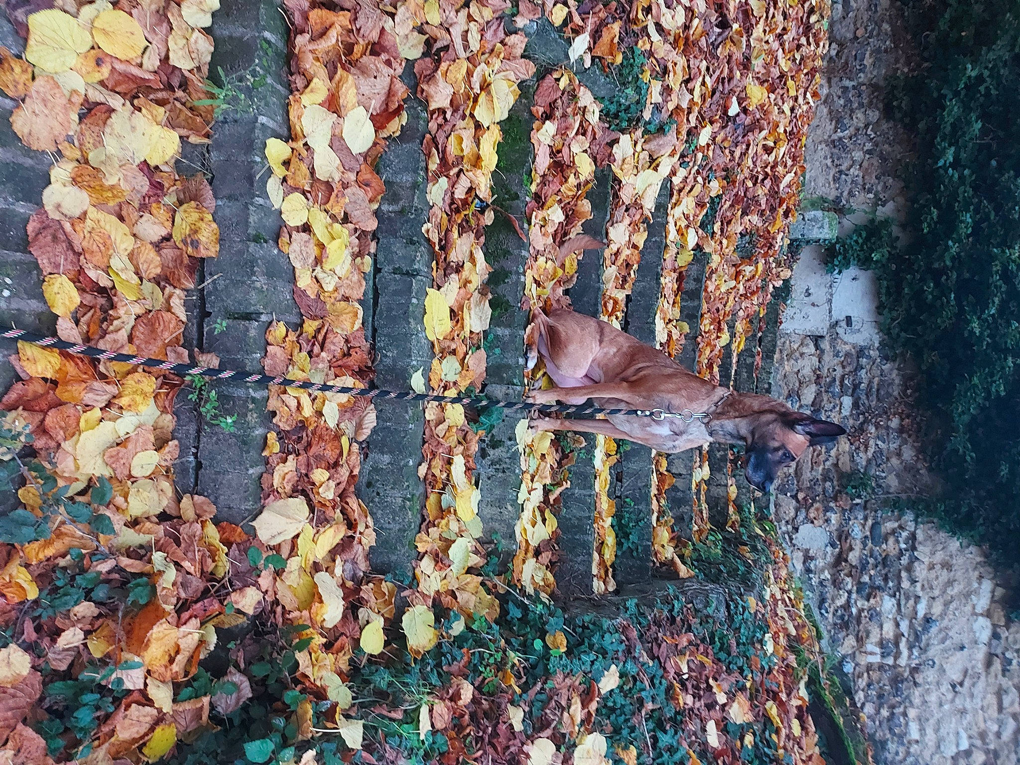 Tina participe au concours pour gagner de l'argent avec cette photo : autumn, branch, deciduous, forest, grass, northern_hardwood_forest, people_in_nature, plant, road_surface, shadow, soil, tail, temperate_broadleaf_and_mixed_forest, tree, trunk, twig, water, wood, woodland, woody_plant